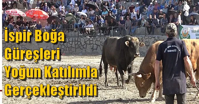 İspir Boğa güreşleri yoğun katılımla gerçekleştirildi